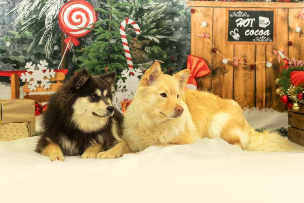 Séance photo des chiens pour Noel Laplume Enchantée