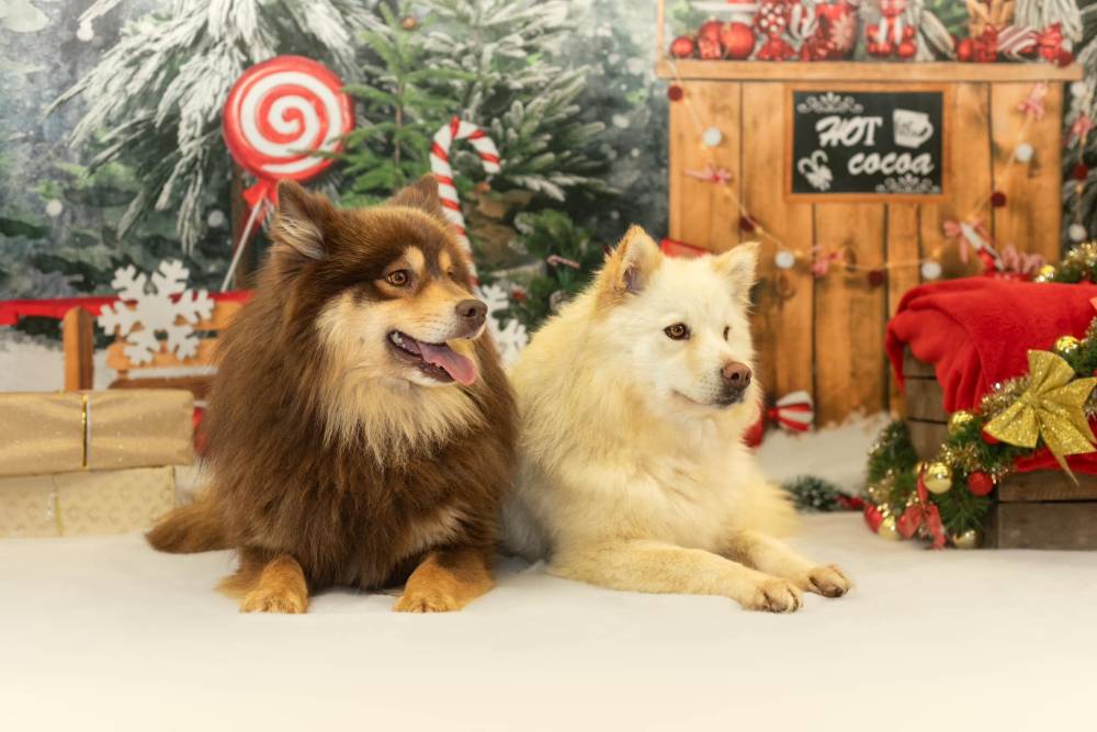 Séance photo des chiens pour Noel Laplume Enchantée