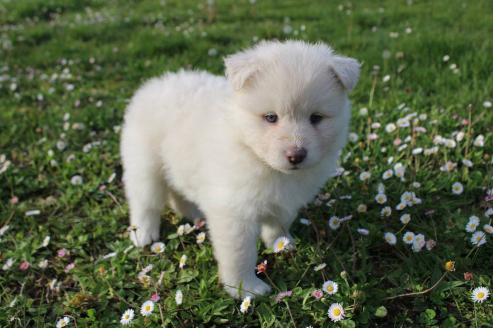 Elevage de chiens Laplume Enchantée