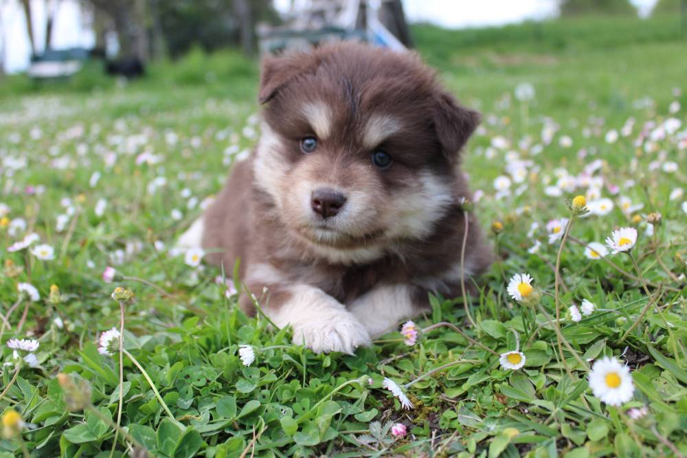 Elevage de chiens Laplume Enchantée