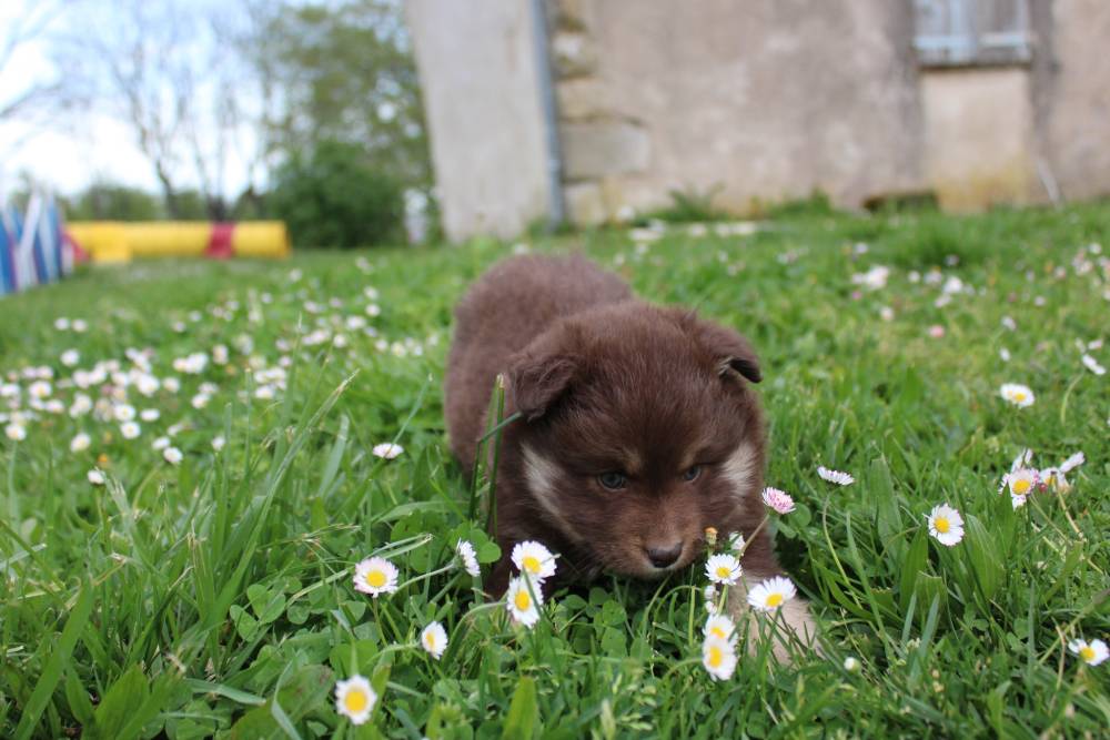 Elevage de chiens Laplume Enchantée