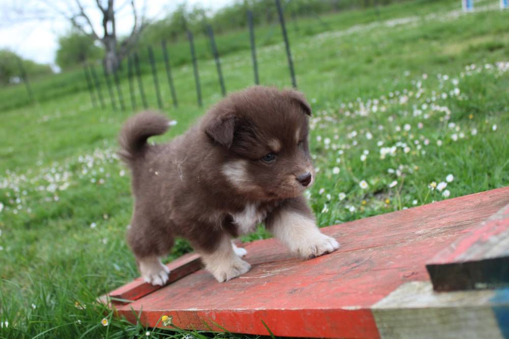 Elevage de chiens Laplume Enchantée