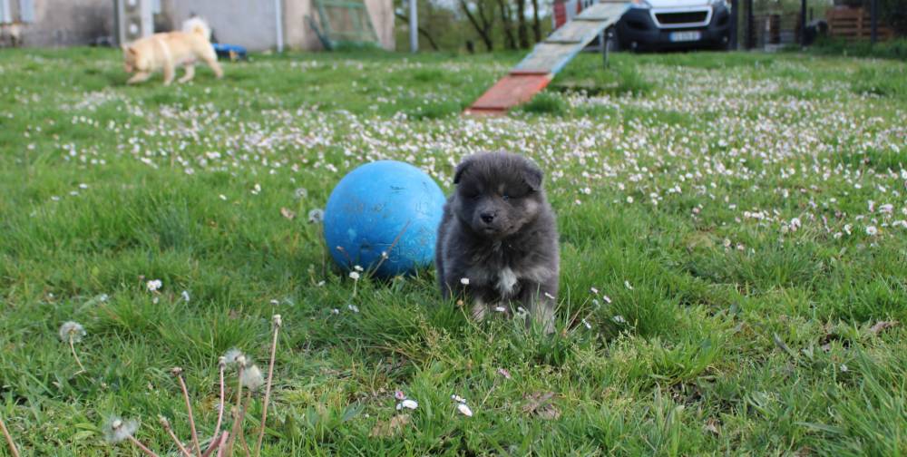 Elevage de chiens Laplume Enchantée
