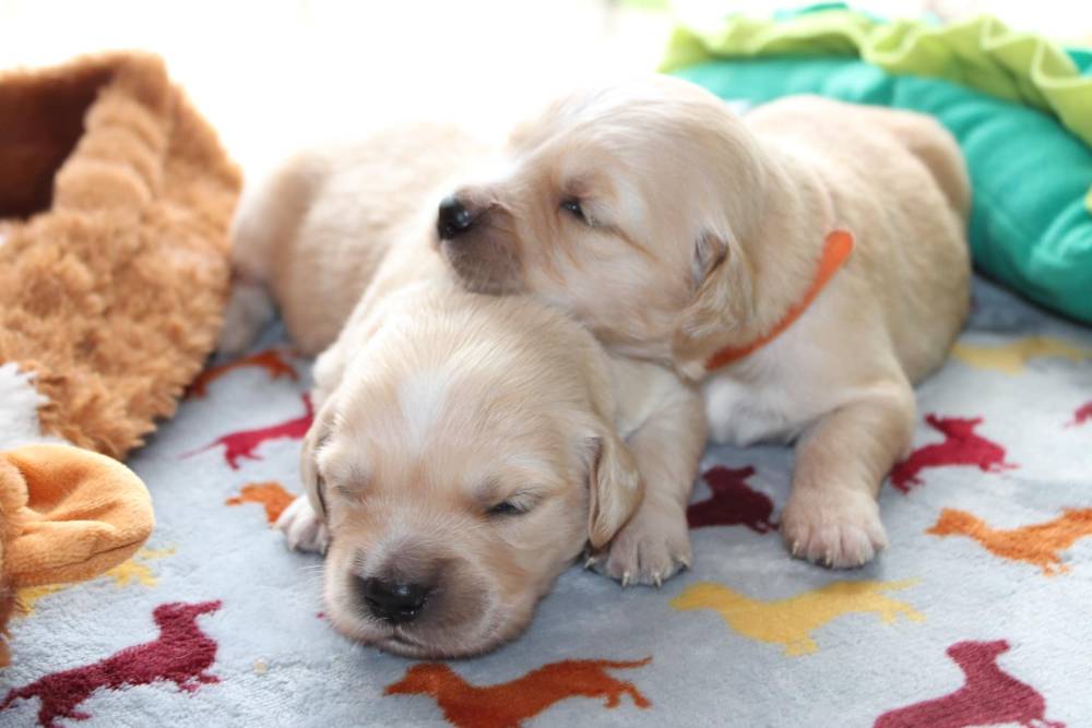 Laplume Enchantée 47 - Élevage Golden Retriever (1)