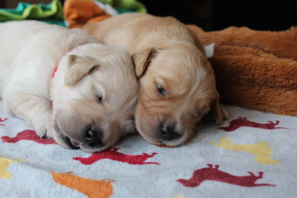 Laplume Enchantée 47 - Élevage Golden Retriever (2)