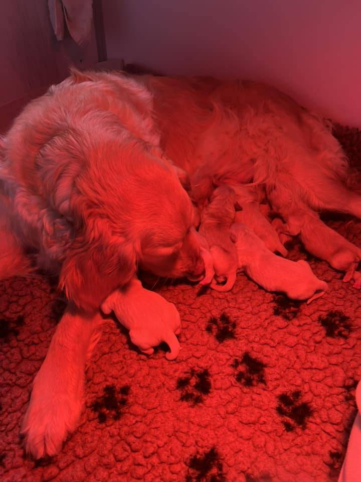 Laplume Enchantée 47 - Élevage Golden Retriever (5)