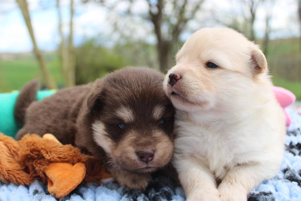 Laplume Enchantée 47 - Élevage de Finnois de Laponie (5)