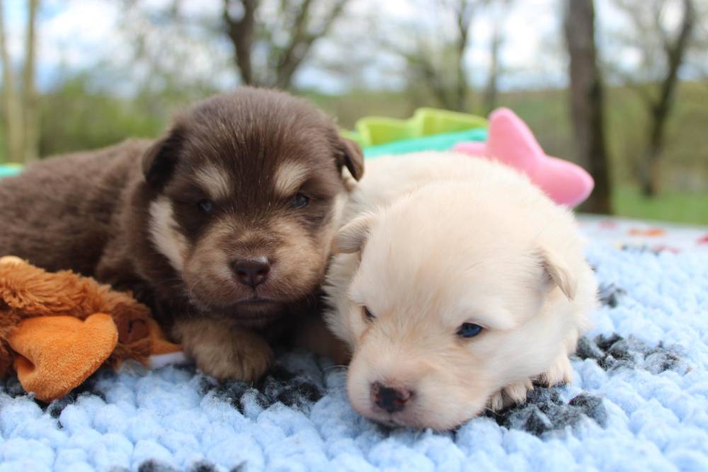 Laplume Enchantée 47 - Élevage de Finnois de Laponie (6)