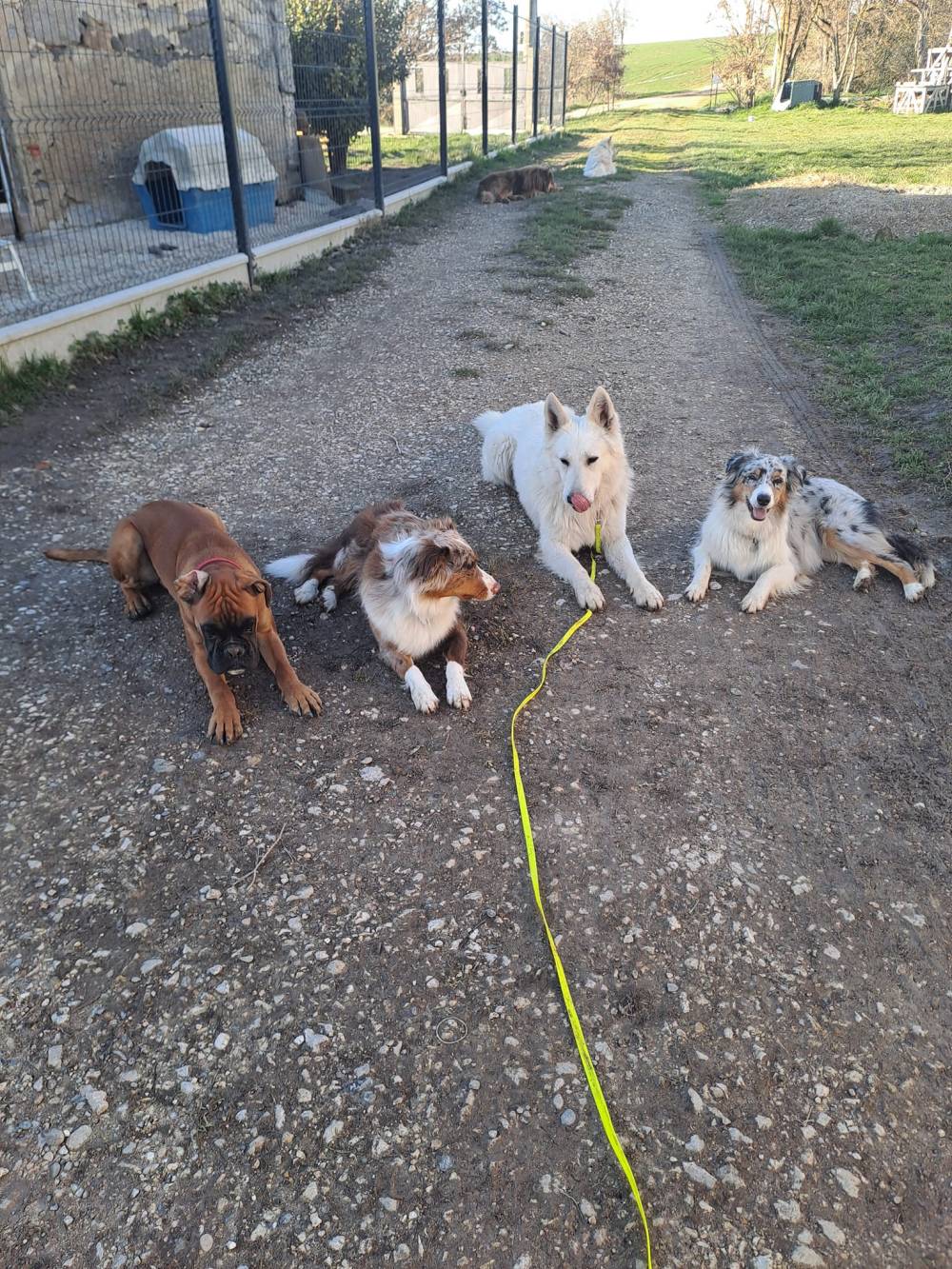 Laplume Enchantée 47 - Pension Canine (1)