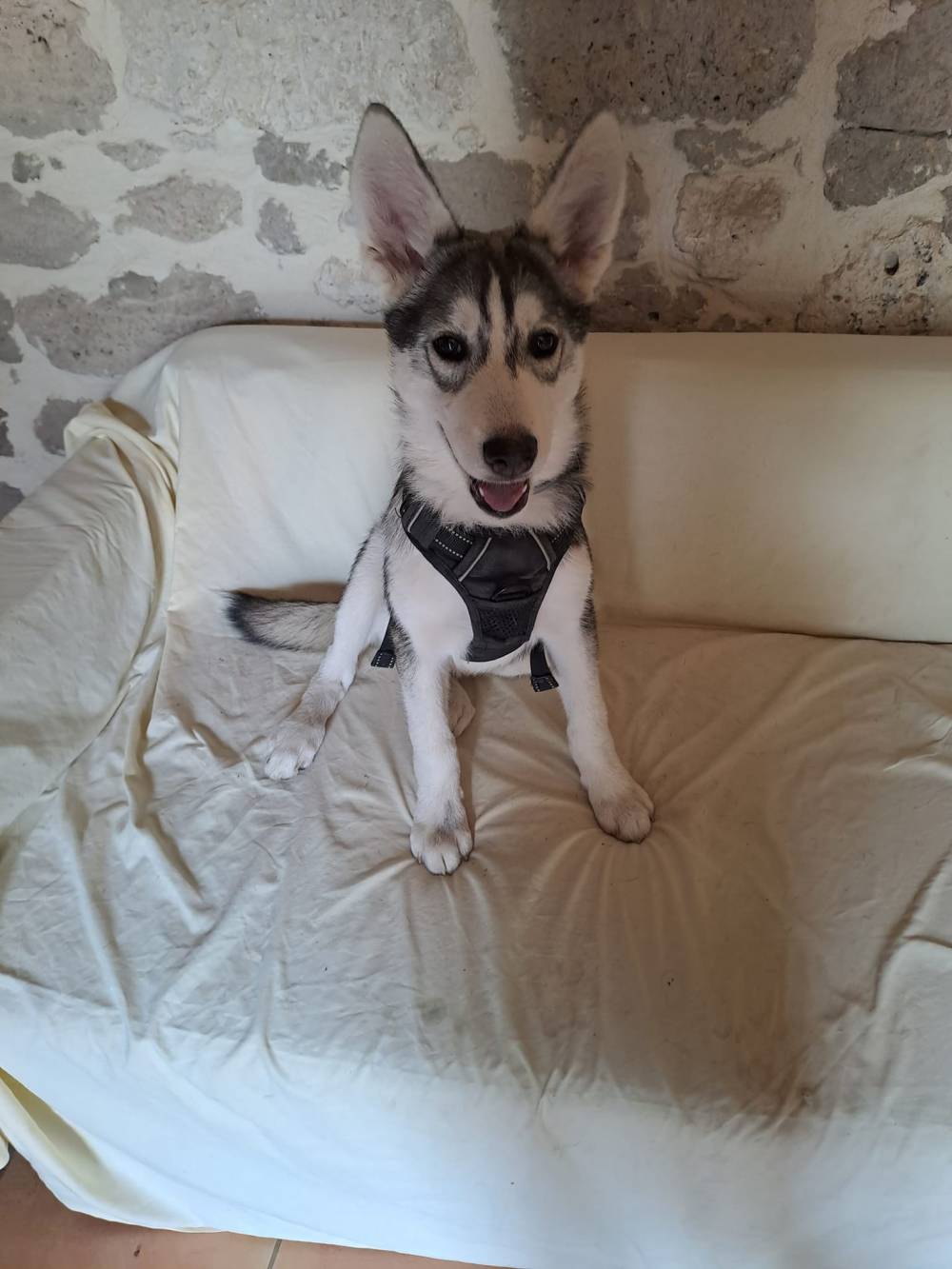 Laplume Enchantée 47 - Pension Canine (9)