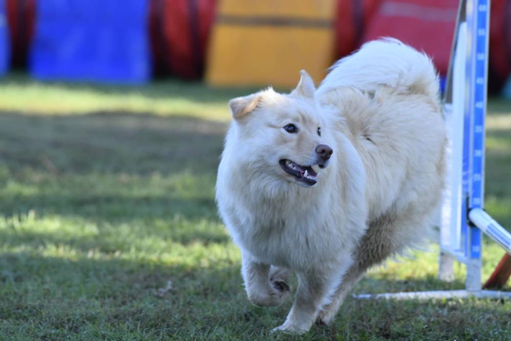 Laplume Enchantée - Éducation Canine 47 (5)